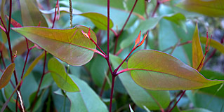juvenile gum leaves image