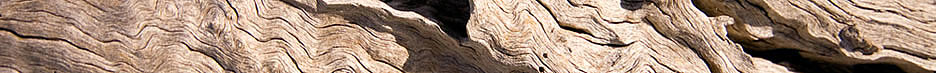 close up of wood texture image